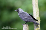 EURASIAN JACKDAW (4xphoto)