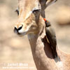 RED-BILLED OXPECKER (3xphoto)