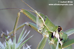 MATRIARCHAL MATRYARCHE KATYDID (4xphoto)