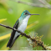 ANDEAN EMERALD (12xphoto)