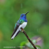 WHITE-NECKED JACOBIN (7xphoto)