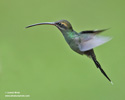 WHITE-WHISKERED HERMIT (8xphoto)