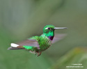 PURPLE-BIBBED WHITETIP (7xphoto)