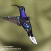 VIOLET SABREWING (7xphoto)