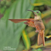 FAWN-BREASTED BRILLIANT (8xphoto)