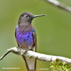 VELVET-PURPLE CORONET (5xphoto)