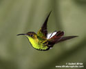 COPPERY-HEADED EMERALD (7xphoto)