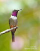 PURPLE-THROATED WOODSTAR (4xphoto)