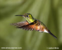 STRIPE-TAILED HUMMINGBIRD (1xphoto)