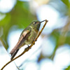  HOARY PUFFLEG (1xphoto)