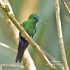 SAPPHIRE-VENTED PUFFLEG (6xphoto)