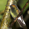 GREEN-CROWNED BRILLIANT (16xphoto)