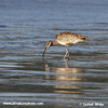 WHIMBREL (2xphoto)