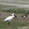 EURASIAN SPOONBILL (5xphoto)