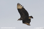 BLACK VULTURE (4xphoto)