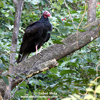 TURKEY VULTURE (5xphoto)