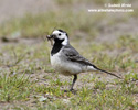 WHITE WAGTAIL (6xphoto)