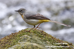 GREY WAGTAIL (2xphoto)