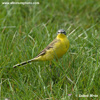 YELLOW WAGTAIL (1xphoto)