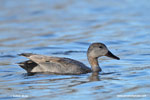 GADWALL (4xphoto)