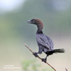 PYGMY CORMORANT (7xphoto)