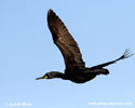 GREAT CORMORANT (4xphoto)