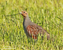 GREY PARTRIDGE (3xphoto)