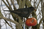 EURASIAN BLACKBIRD (2xphoto)