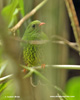 GREEN-AND-BLACK FRUITEATER (2xphoto)