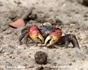 Krab (7xfoto)