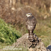 EURASIAN SPARROWHAWK (15xphoto)