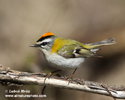 FIRECREST (5xphoto)