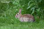 EUROPEAN RABBIT (2xphoto)