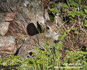 MOUNTAIN COTTONTAIL (1xphoto)