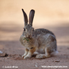 DESERT COTTONTAIL (8xphoto)