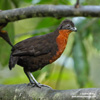  DARK-BACKED WOOD-QUAIL (3xphoto)