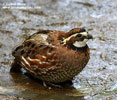 TAWNY-FACED QUAIL (1xphoto)