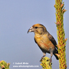 RED CROSSBILL (4xphoto)