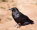 COMMON RAVEN (9xphoto)