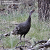 WILD TURKEY (3xphoto)