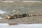 NILE CROCODILE (5xphoto)