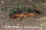 MOLE CRICKET (2xphoto)