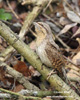 EURASIAN WRYNECK (9xphoto)