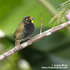 YELLOW-FACED GRASSGUIT (1xphoto)