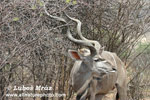 KUDU (12xphoto)