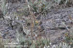 GREATER ROADRUNNER (3xphoto)