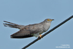 COMMON CUCKOO (8xphoto)