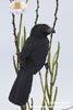 GROOVE-BILLED ANI (7xphoto)