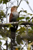 SQUIRREL CUCKOO (5xphoto)