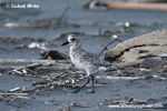 GREY PLOVER (2xphoto)